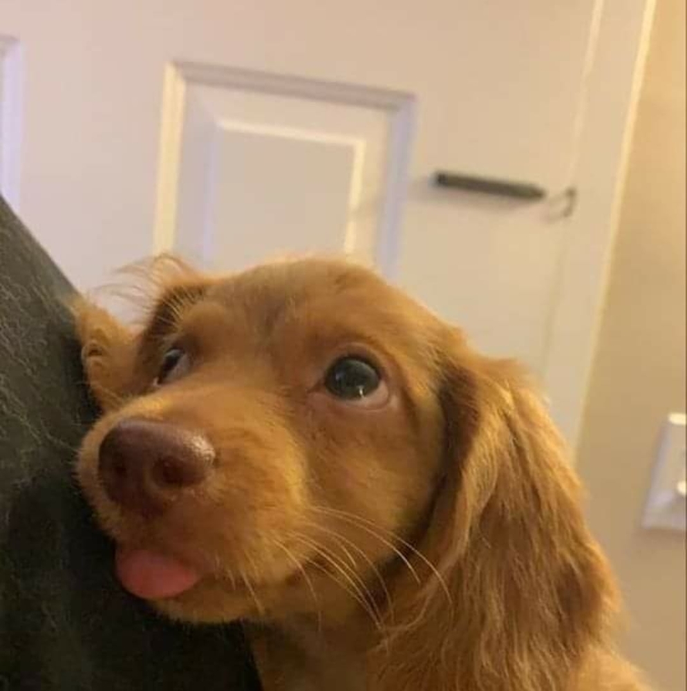 Meet your Posher, April